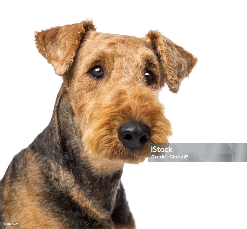 Close up of an Airedale Terriers looking at camera Close up of an Airedale Terriers looking at camera against white background Airedale Terrier Stock Photo