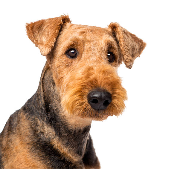 Close up of an Airedale Terriers looking at camera Close up of an Airedale Terriers looking at camera against white background airedale terrier stock pictures, royalty-free photos & images