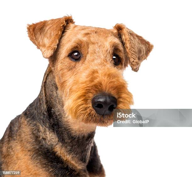 Close Up Of An Airedale Terriers Looking At Camera Stock Photo - Download Image Now - Airedale Terrier, White Background, Photography