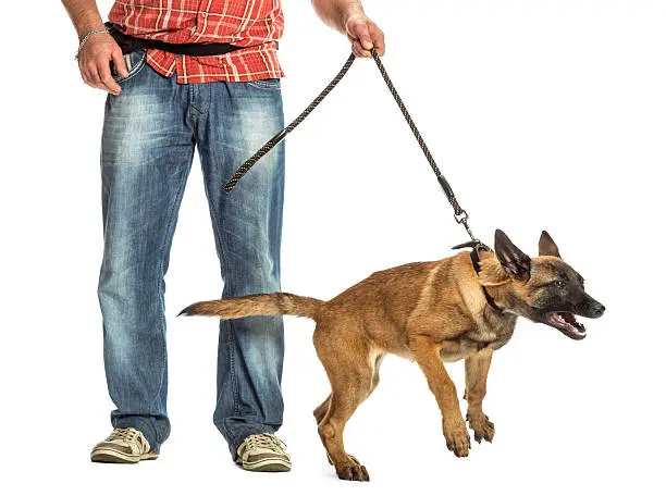 Photo of Man holding leash of aggressive Belgian Shepherd against white background