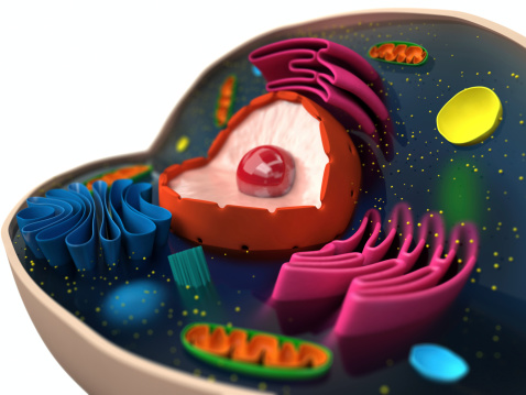 The structure of a biological cell (macro)