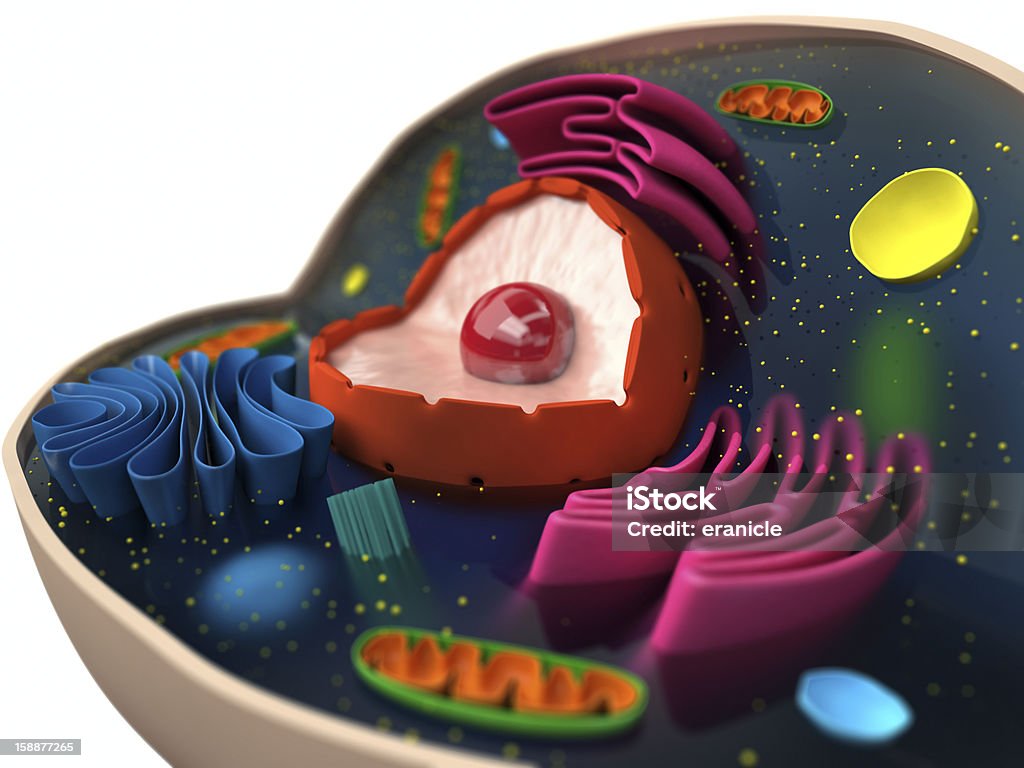 Sell structure The structure of a biological cell (macro) Human Cell Stock Photo