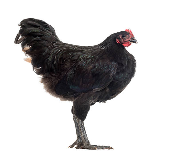 istock Australorp, 5 months old, against white background 158877267