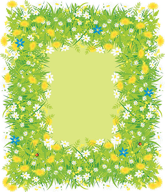 Border of flowers and grass Vector frame for your photo and text made of wild flowers and grass ladybug frame border clip art stock illustrations