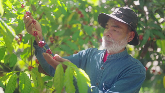 Arabica coffee farmers pick crimson beans.