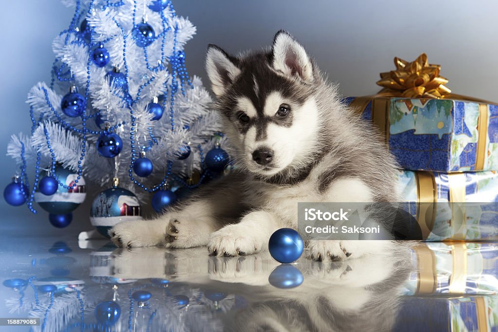 Sibirischer husky - Lizenzfrei Blau Stock-Foto