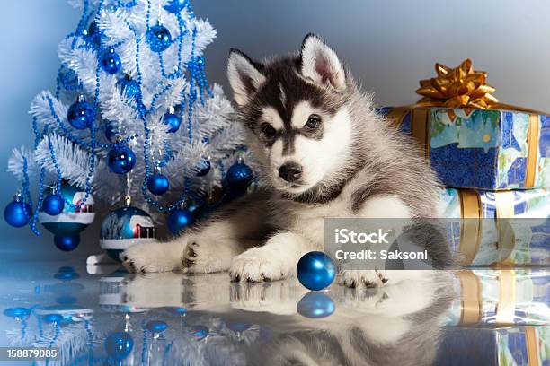 Sibirischer Husky Stockfoto und mehr Bilder von Blau - Blau, Dekoration, Fotografie