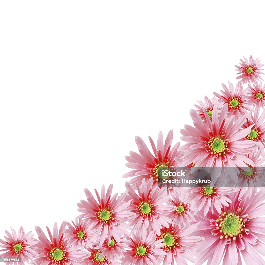 sweet flora frame sweet  pink flowers on white isolated background Blossom Stock Photo