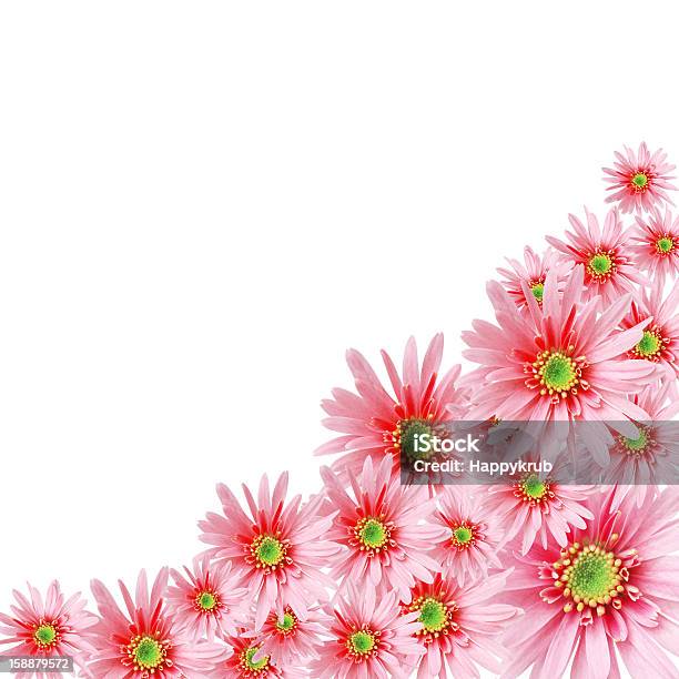 Sweet Flora Frame Stock Photo - Download Image Now - Blossom, Elegance, Extreme Close-Up