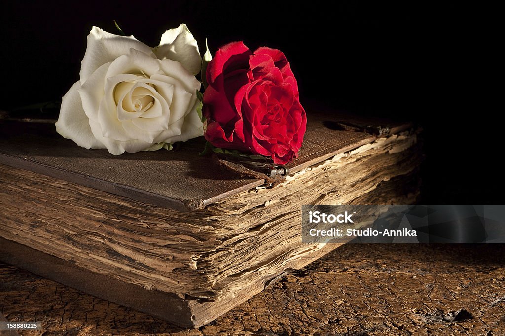 Свежие розы на Старая книга - Стоковые фото Книга роялти-фри