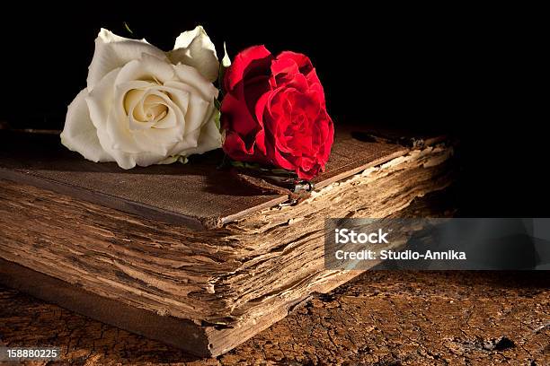 Свежие Розы На Старая Книга — стоковые фотографии и другие картинки Книга - Книга, Роза, Крупный план