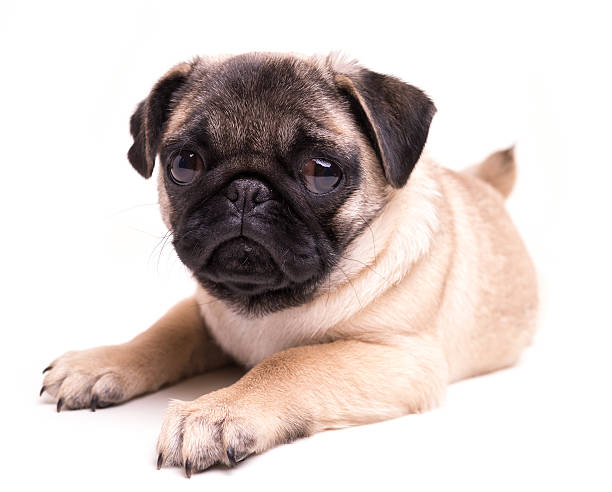 istock Cute Pug Puppy with sad face 158883484