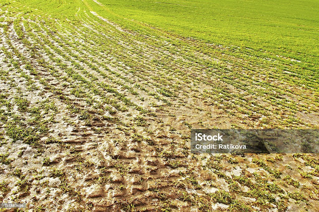 Na terra. - Foto de stock de Agricultura royalty-free