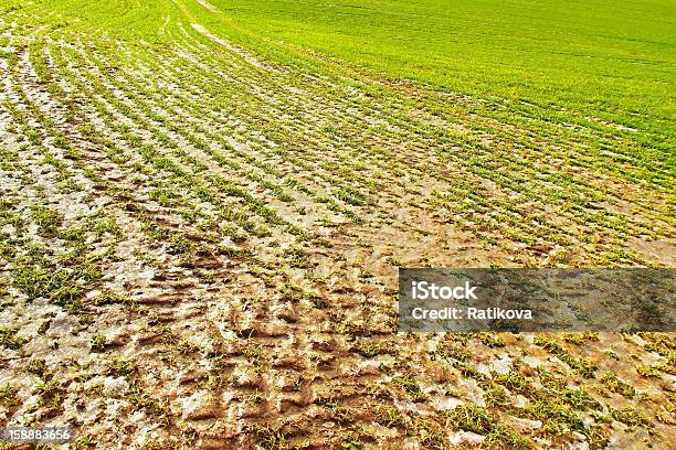 Foto de Na Terra e mais fotos de stock de Agricultura - Agricultura, Branco, Campo