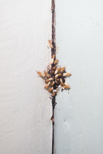 Termites group of insects coming out from hole wood house destroying area pest control