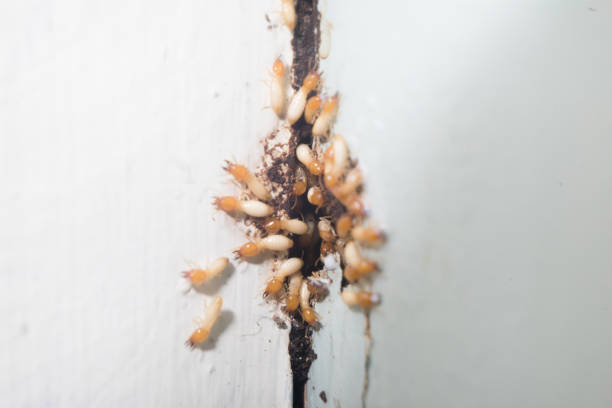 Termites group of insects coming out from hole wood house area Termites group of insects coming out from hole wood house destroying area pest control hairy insect stock pictures, royalty-free photos & images
