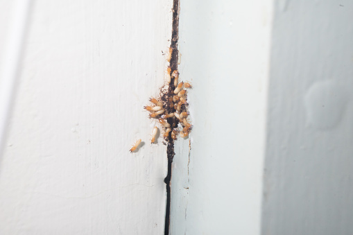 Termites group of insects coming out from hole wood house destroying area pest control