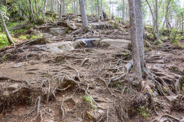 istock Trees growing on the stones in Norwegian forest. 1588849150