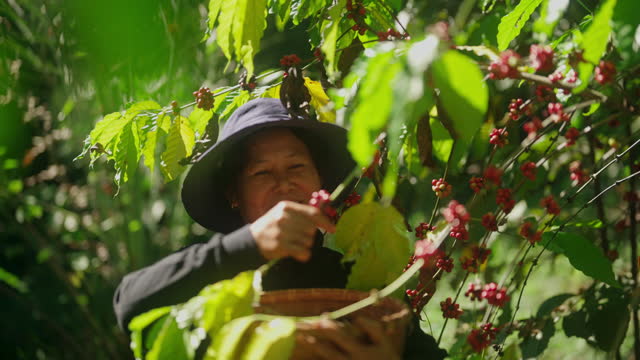 In an arabica coffee field, a farmer picks up red coffee beans.