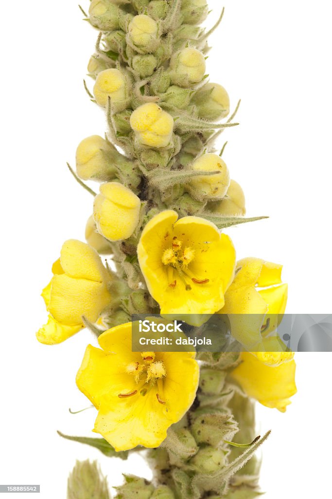 mullein top mullein with yellow flowers on white background Bud Stock Photo