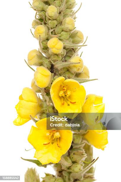 Mullein Stock Photo - Download Image Now - Bud, Extreme Close-Up, Flower