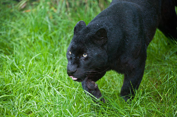 black leopard panthera pardus - leopard prowling black leopard undomesticated cat zdjęcia i obrazy z banku zdjęć