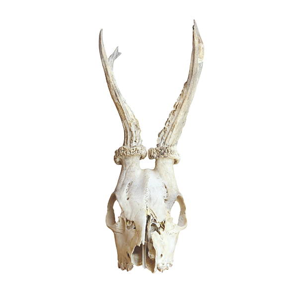 istock trophy of roe deer buck 158885549