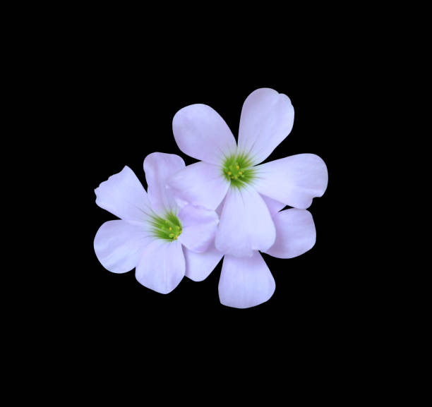 istock Love plant or Oxalis flowers 1588860000