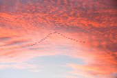 v%C3%B6gel-die-bei-sonnenuntergang-in-ei