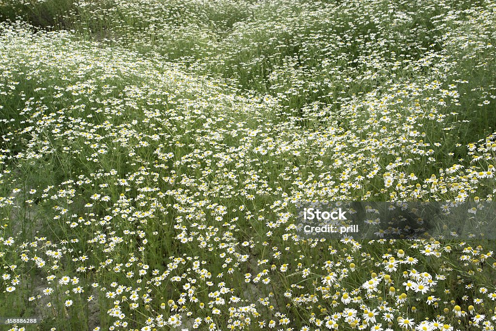 camomille plantas - Foto de stock de Botânica - Assunto royalty-free