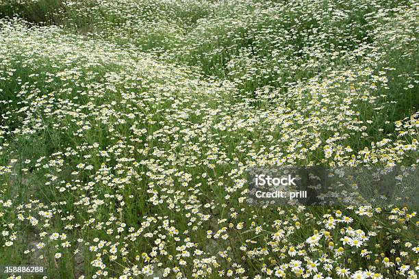 Foto de Camomille Plantas e mais fotos de stock de Botânica - Assunto - Botânica - Assunto, Branco, Camomila