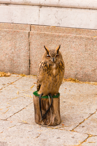 The Eagle Owl is a very large and powerful bird