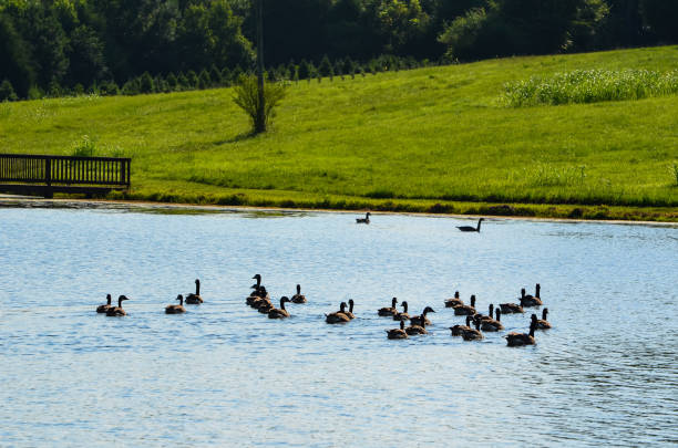 istock Canadian Geese in a Farm Pond 1588899697
