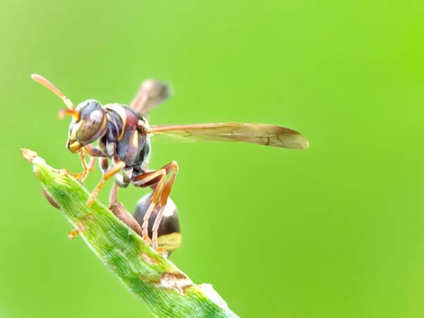 istock Selective focus of a hornet perching at the end of a green grass 1588904310