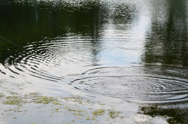 istock Fishing in a Farm Pond 1588905392