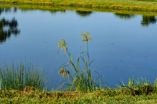 Landscape and nature scenes around a farm pond