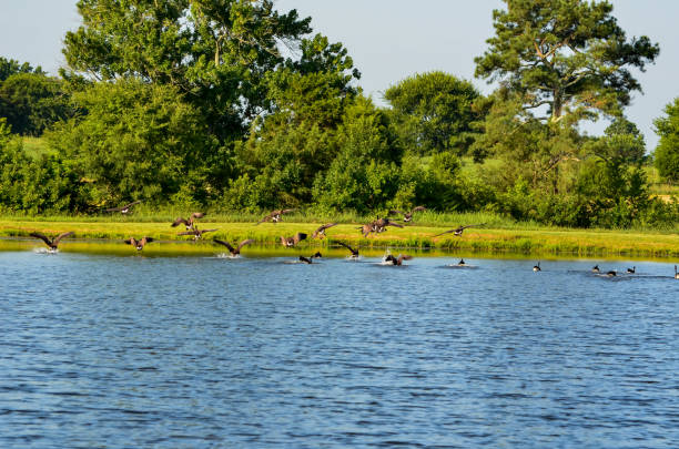 Canadian Geese in Flight