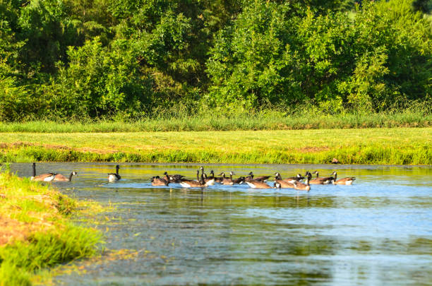 istock Canadian Geese in a Farm Pond 1588911101