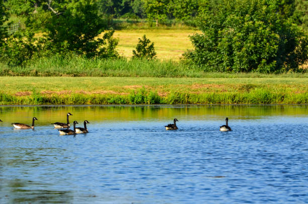 istock Canadian Geese in a Farm Pond 1588911104