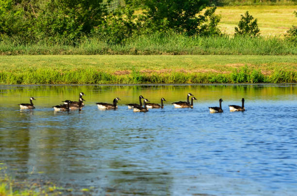 istock Canadian Geese in a Farm Pond 1588911619