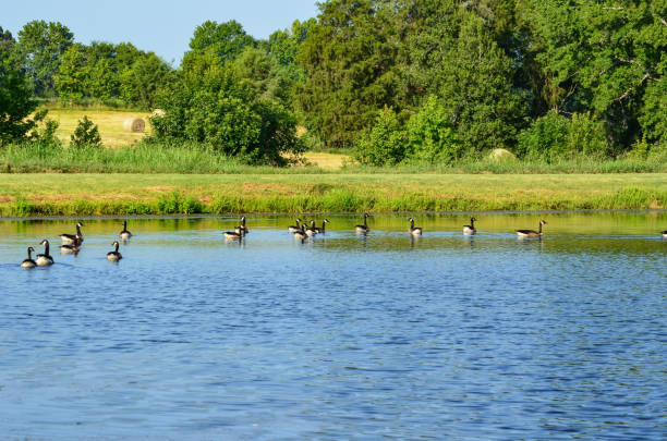 istock Canadian Geese in a Farm Pond 1588912126