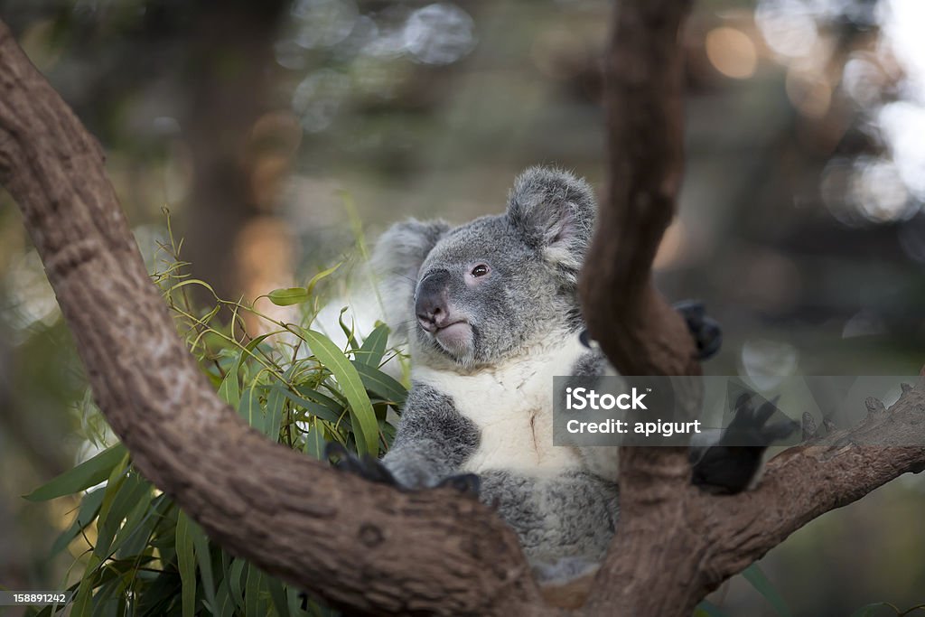 Coala bonito em um galho de árvore - Foto de stock de Arbusto royalty-free