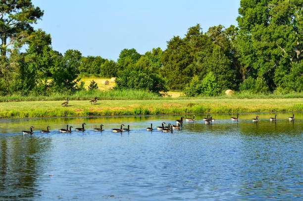 istock Canadian Geese in a Farm Pond 1588913169