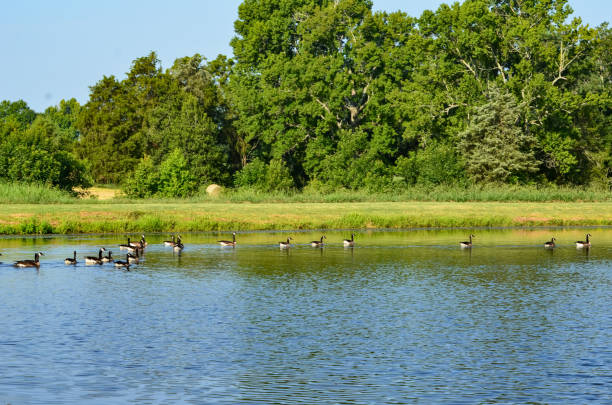 istock Canadian Geese in a Farm Pond 1588913412