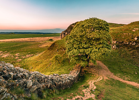 High Angle view of the Sycamore tree at the Sycamore Gap in the dusk