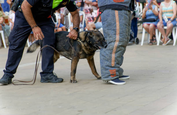 formation de berger allemand avec la police - belgian sheepdog photos et images de collection