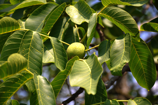 leaves of a walnut tree