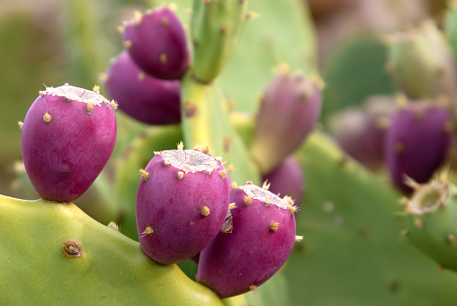 Cactus, known scientifically as Opuntia, ficus-indica, or Indian fig opuntia, displays its unique and eye-catching appearance