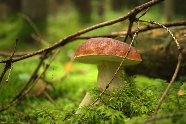 istock Wild Boletus mushroom growing in a forest 1588926259