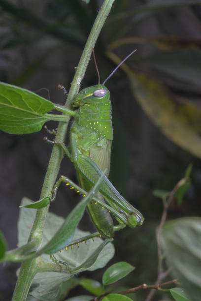 istock Grasshopper green color on green branches 1588927292